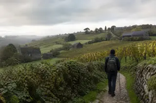 Solitary hiker overlooking vineyard landscapes in Pays de Caux under cloudy Norman skies, with wild hedgerows and rustic stone barns in view