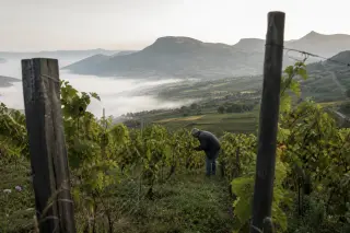 Winemaker examining grapevines on a misty Combe de Savoie hillside at sunrise, surrounded by patchwork vineyards and distant mountains, in soft natural light.