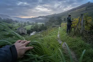 View from a footpath above the Durdent valley at dawn, with a woman examining grape vines near a rustic mill, misty fields and terraced slopes in the distance, gentle natural light.