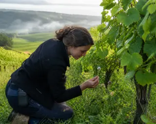 Person kneeling at the edge of a vineyard, inspecting a wildflower among lush grapevines under soft morning light with rolling hills in the distance.